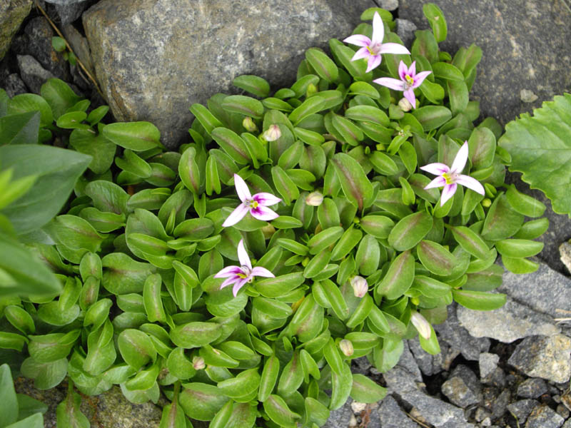 Lobelia oligophylla photo